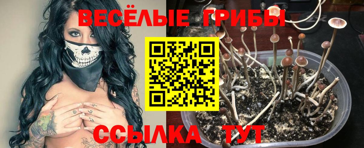 Галлюциногенные грибы Psilocybine cubensis Корсаков